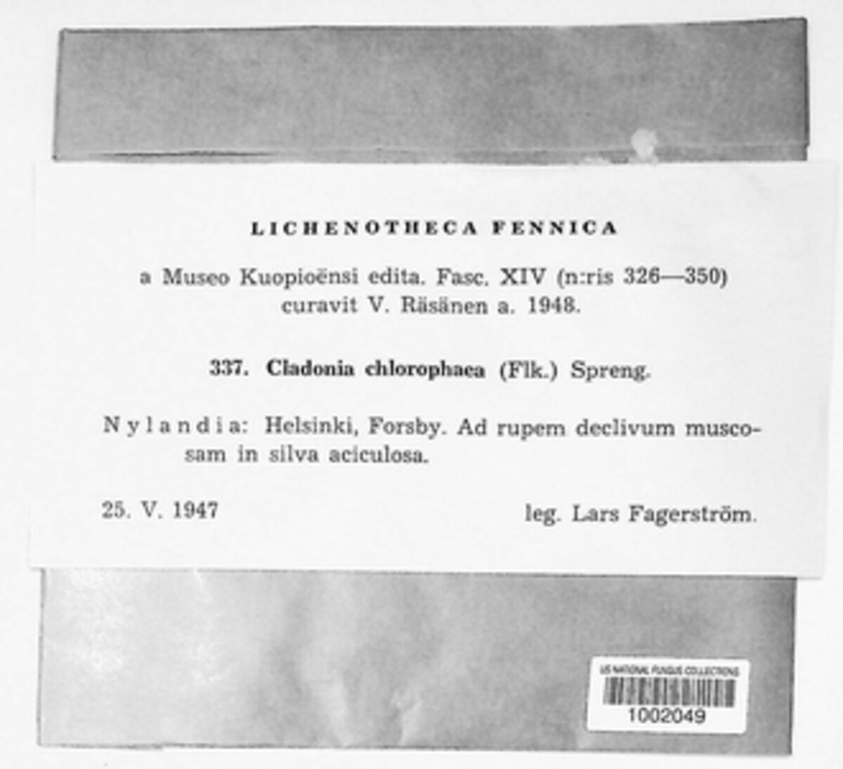 Cladonia chlorophaea image